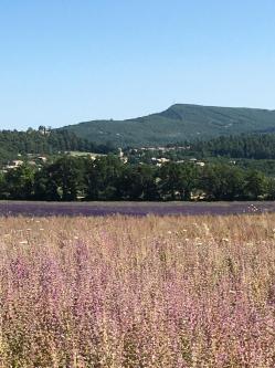 Murielleradix provence luberon